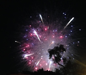 cropped palmtree firework